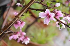 Blue Peach Flower
