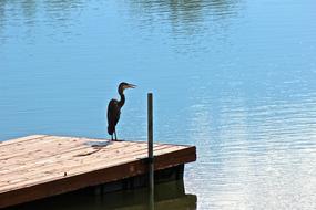 Animal Nature Lake