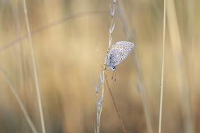 Butterfly Insect Macro Close