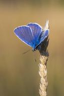 Butterfly Insect Macro Close