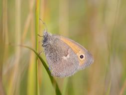 Butterfly Insect Macro Close