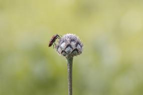 Insect Macro Close Up