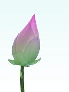Lotus Nice Curve Horn