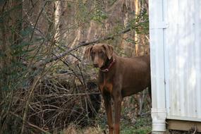 Dog Standing Brown