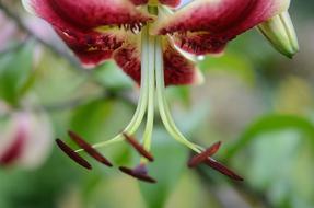 big pistil flower