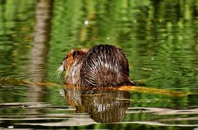 Nutria Water Rat