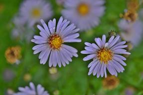 small beautiful flowers