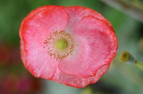 Poppy Flower Natur