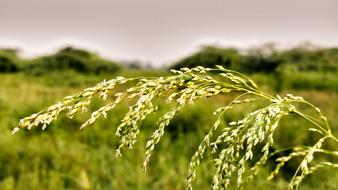 Yellow Weed Plant Blur