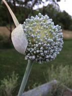 bulbous flower