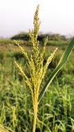 Plant Nature Natural