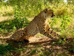 Cheetah Big Cat Predator