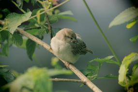 Bird Nature Tree