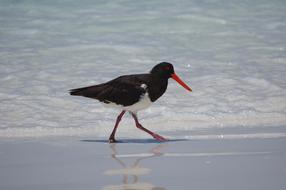 Oystercatcher Bird