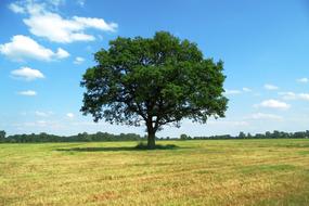 big tree in the field