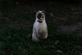 Cat Burmese Blue Eyes