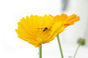 Insect Blossom Bloom