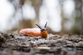 snail on the ground in the forest