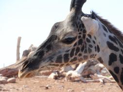 Giraffe Africa Zoo