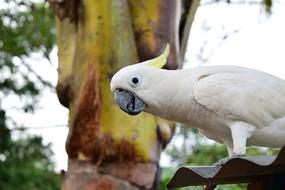 white Parrot bird in zoo