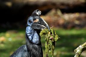 Ground-Hornbill Bird Feather