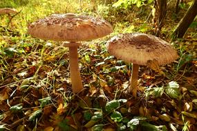 Mushrooms Owls Nature
