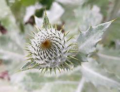 prickly wild flower