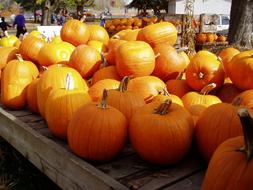 big pumpkin crop