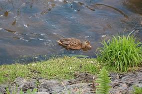 River Nature Wild Birds Water