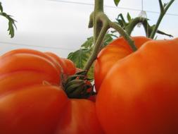 fresh large tomato