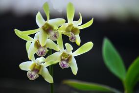 green plant on a gray background