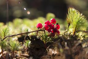small berries in sunlight