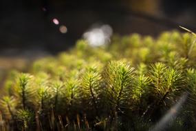 Forest Green