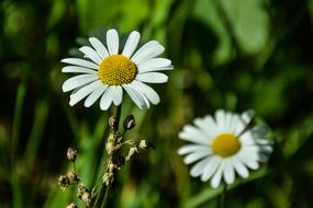 Daisy Flower Green