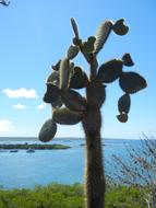 cactus large against the sky