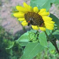 Sunflower Red Head Insect Green