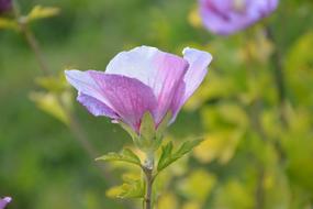 Flower Flowers Plant Hibiscus