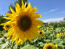 The sunflower in the field is beautiful