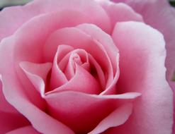 rosebud open view