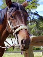 Horse Head Eye