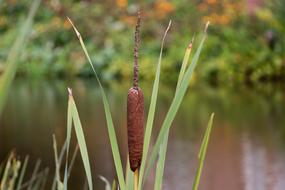 Reed Water Summer