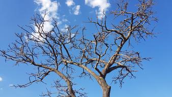 fall trees against the sky