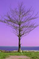 purple sky with trees