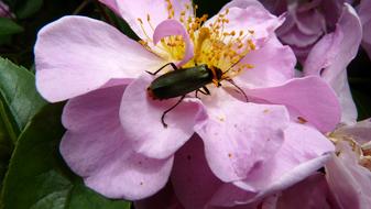 Beetle Insect On
