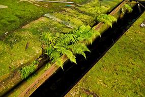 green moss in an abandoned place close-up
