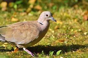 Dove Collared Bird City