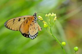 orange butterfly on plants