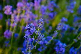 Lavender Yili