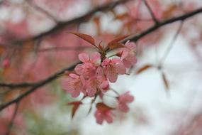 Wild Himalayan Cherry Pink Flower