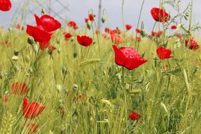Papaver Rhoeas Flower Plant